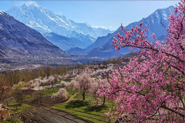 blossom in hunza