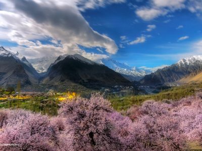 hunza cherry blossom tour