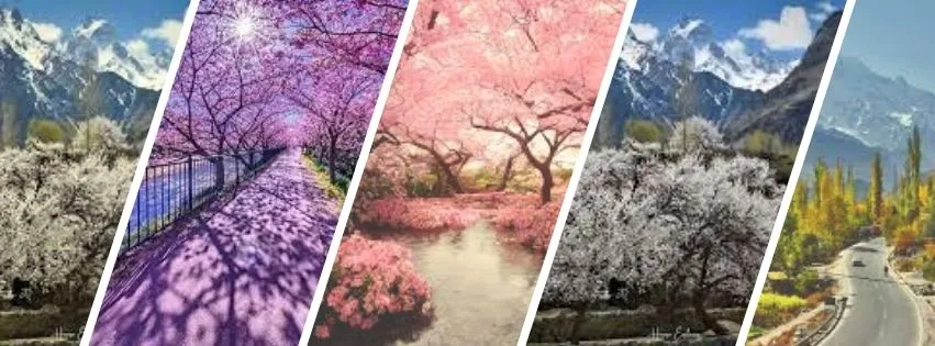 Experience the Magic of Hunza Cherry Blossom – Pakistan 2025 Awaits!